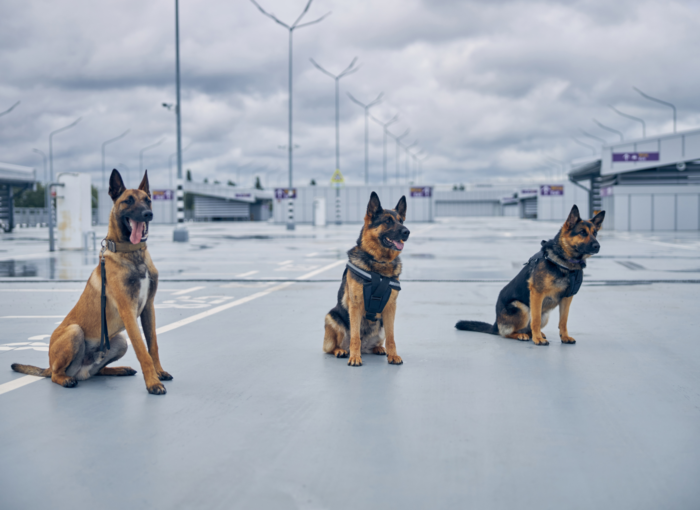 Seguridad canina