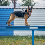 Seguridad canina