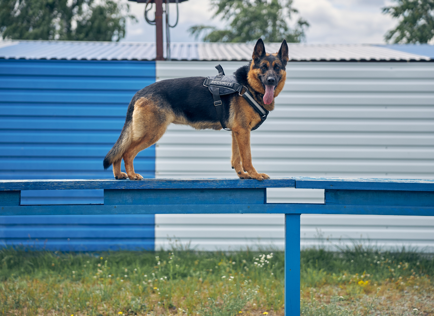 Seguridad canina
