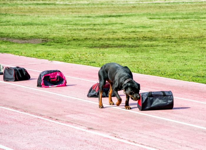 Entrenamiento de canes para explosivos seguridad.